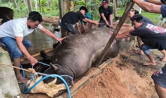 
					Sapi Kurban Presiden Prabowo di Polman Mendadak Mati, Terpaksa Disebelih Awal